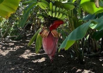 Khasiat Jantung Pisang Untuk Kesehatan Terus Digali Para Ahli