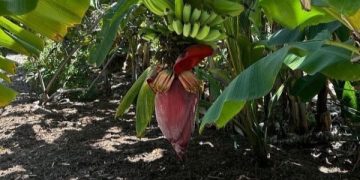 Khasiat Jantung Pisang Untuk Kesehatan Terus Digali Para Ahli (foto/Pinterest)