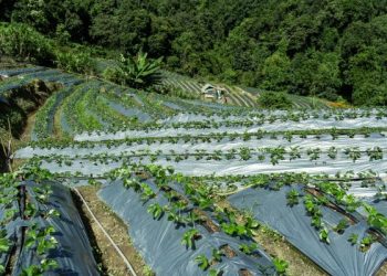 Petani Jadi Profesi Paling Menjanjikan di Tahun 2030