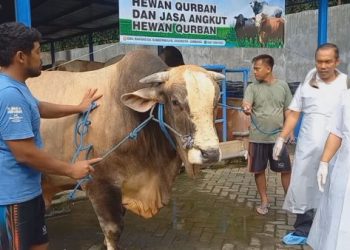 Pedrosa, Sapi Kurban Bantuan Presiden Prabowo Asal Jombang