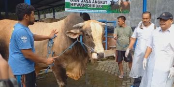 Pedrosa, Sapi Kurban Bantuan Presiden Prabowo Asal Jombang (foto/Bacaini)