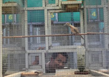 Cerita eks PMI Tulungagung yang Tekuni Usaha Ternak Perkutut