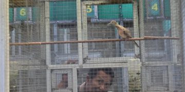 Cerita eks PMI Tulungagung yang Tekuni Usaha Ternak Perkutut (foto/Bacaini)