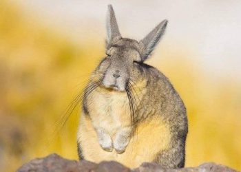 Melihat Hewan Unik Viscacha yang Miliki Sinyal Seismik