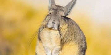 Melihat Hewan Unik Viscacha yang Miliki Sinyal Seismik (foto/Pinterest)