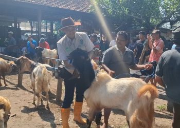 Pedagang Kambing di Kediri Diketahui Jual Hewan Sakit