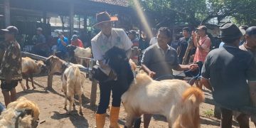 Pedagang Kambing di Kediri Diketahui Jual Hewan Sakit
