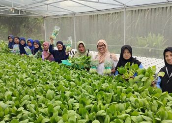 Petani Wanita Doko Kediri Sukses Budidaya Pakcoy