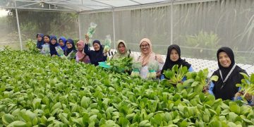 Petani Wanita Doko Kediri Sukses Budidaya Pakcoy