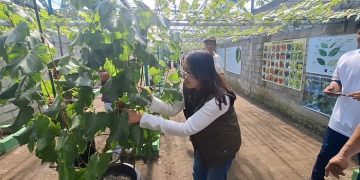 Didukung PLN, Warga Kediri Bangun Kampung Anggur