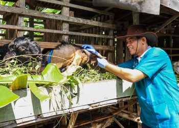 Jelang Hari Raya Kurban, Pemkot Kediri Gencar Lakukan Pemantauan Hewan Kurban. Foto : Dok. Pemkot Kediri