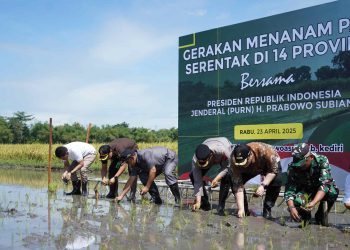 Berkat Terobosan Mas Dhito dan Rasakan Kenaikan Harga Gabah, Petani Semangat Tanam Padi. Foto : Dok. Pemkab Kediri