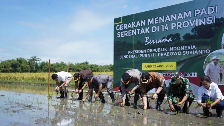 Berkat Terobosan Mas Dhito dan Rasakan Kenaikan Harga Gabah, Petani Semangat Tanam Padi. Foto : Dok. Pemkab Kediri