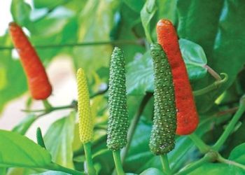 Food Vloger Populer Terpesona Cabai Jawa: Bikin Masakan Lebih Enak