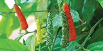 Food Vloger Terpesona Cabai Jawa: Bikin Makanan Lebih Enak (foto/ist)