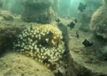 Festival Bawah Laut di Trenggalek Untuk Selamatkan Terumbu Karang