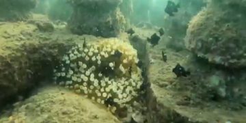 Festival Bawah Laut di Trenggalek Untuk Selamatkan Terumbu Karang (foto/ist)