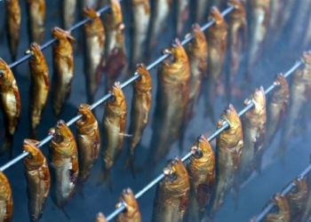 Tips Sukses Memulai Bisnis Ikan Asap dari Nol