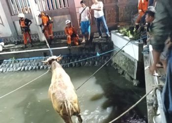 Sapi Kurban Ponpes Tebuireng Jombang Tiba-tiba Mengamuk