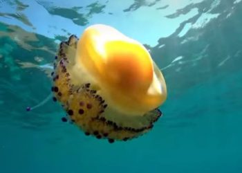 Fenomena Ubur-ubur Telur Ceplok: Apakah Aman Dimakan?