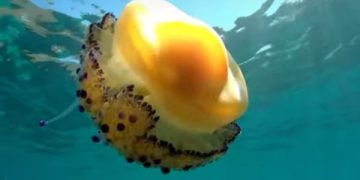 Fenomena Ubur-ubur Telur Ceplok: Apakah Aman Dimakan? (foto/Oceana/ist)