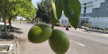 Tanaman Indah Namun Beracun di Monumen Simpang Lima Gumul