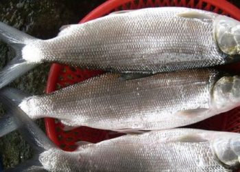 Tradisi Betawi Nganter Bandeng Jadi Simbol Kemakmuran