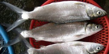 Tradisi Betawi Nganter Bandeng Jadi Simbol Kemakmuran (foto ilustrasi/Pinterest)