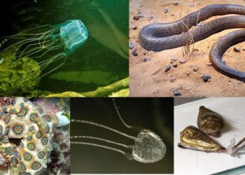 Racun Jadi Senjata Paling Mematikan 5 Hewan ini