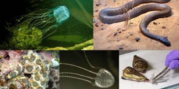 Tampak 5 hewan yang memiliki racun paling mematikan (foto/wikipedia)