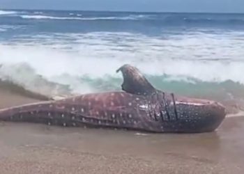 Hiu Tutul Mati Terdampar di Pantai Pangi Blitar: Dagingnya Beracun