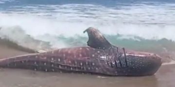 Hiu Tutul Mati Terdampar di Pantai Pangi Blitar: Dagingnya Beracun (foto/ist)