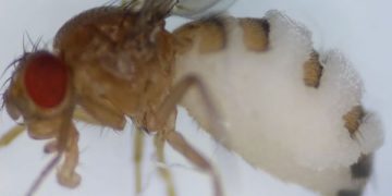 Jamur Zombi Bunuh Lalat Saat Senja, Ini Faktanya (foto/ist)