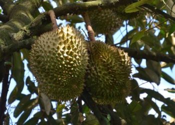 Kasus Kematian Akibat Durian Lebih Tinggi dari Serangan Hiu