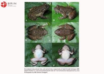 Katak Bertaring Spesies Baru Temuan BRIN di Kalimantan