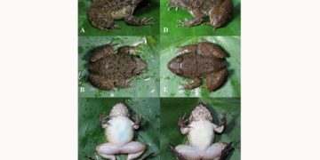 Katak Bertaring Spesies Baru Temuan BRIN di Kalimantan (foto/BRIN)