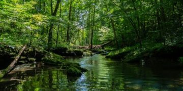 Kearifan Lokal Masyarakat Adat: Penjaga Hutan yang Diabaikan (foto ilustrasi/freepik)