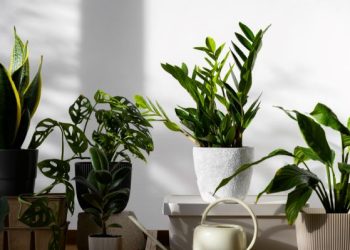 Tren Green Corner Indoor, Taman Estetik Hemat Listrik Dalam Rumah (foto ilustrasi/freepik)