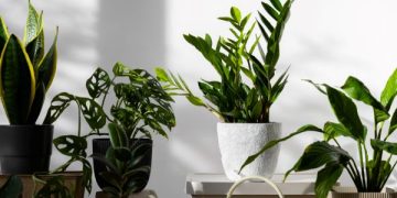 Tren Green Corner Indoor, Taman Estetik Hemat Listrik Dalam Rumah (foto ilustrasi/freepik)