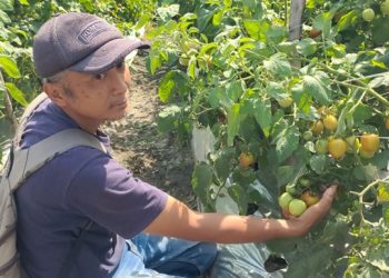 Petani Tomat Kediri Sukses Ciptakan Pupuk Organik Agen Hayati