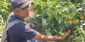 Petani Tomat Kediri Sukses Ciptakan Pupuk Organik Agen Hayati