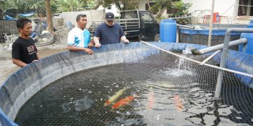 Nilai Ekonomis Capai Rp700 Milyar, Pemkab Kediri Bakal Gelar Kediri Koi Show 12. Foto : Dok, Pemkab Kediri