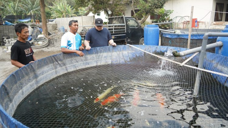 Nilai Ekonomis Capai Rp700 Milyar, Pemkab Kediri Bakal Gelar Kediri Koi Show 12. Foto : Dok, Pemkab Kediri