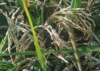 Padi yang mengering karena serbuan hama wereng