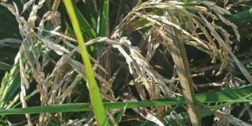 Padi yang mengering karena serbuan hama wereng