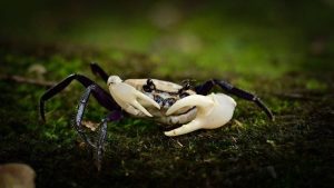 kepiting panda asal Thailand yang termasuk species langka