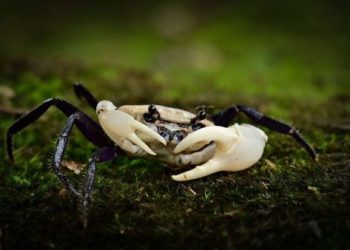 kepiting panda asal Thailand yang termasuk species langka