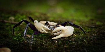 kepiting panda asal Thailand yang termasuk species langka