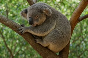 Hewan koala punya kebiasaan unik saat galau