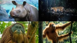 4 satwa di Indonesia yang terancam mengalami kepunahan